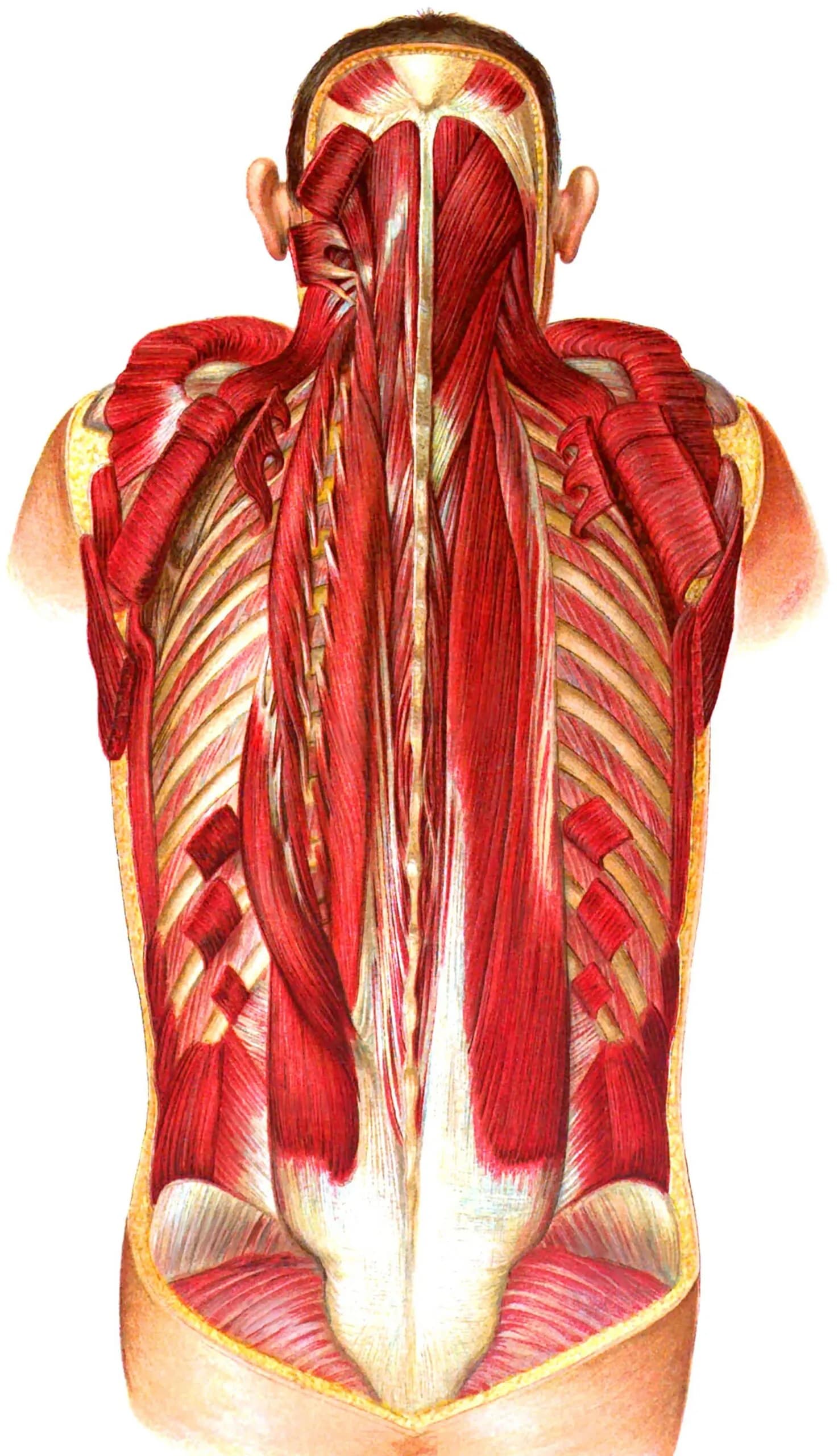 Dissectieworkshop rug